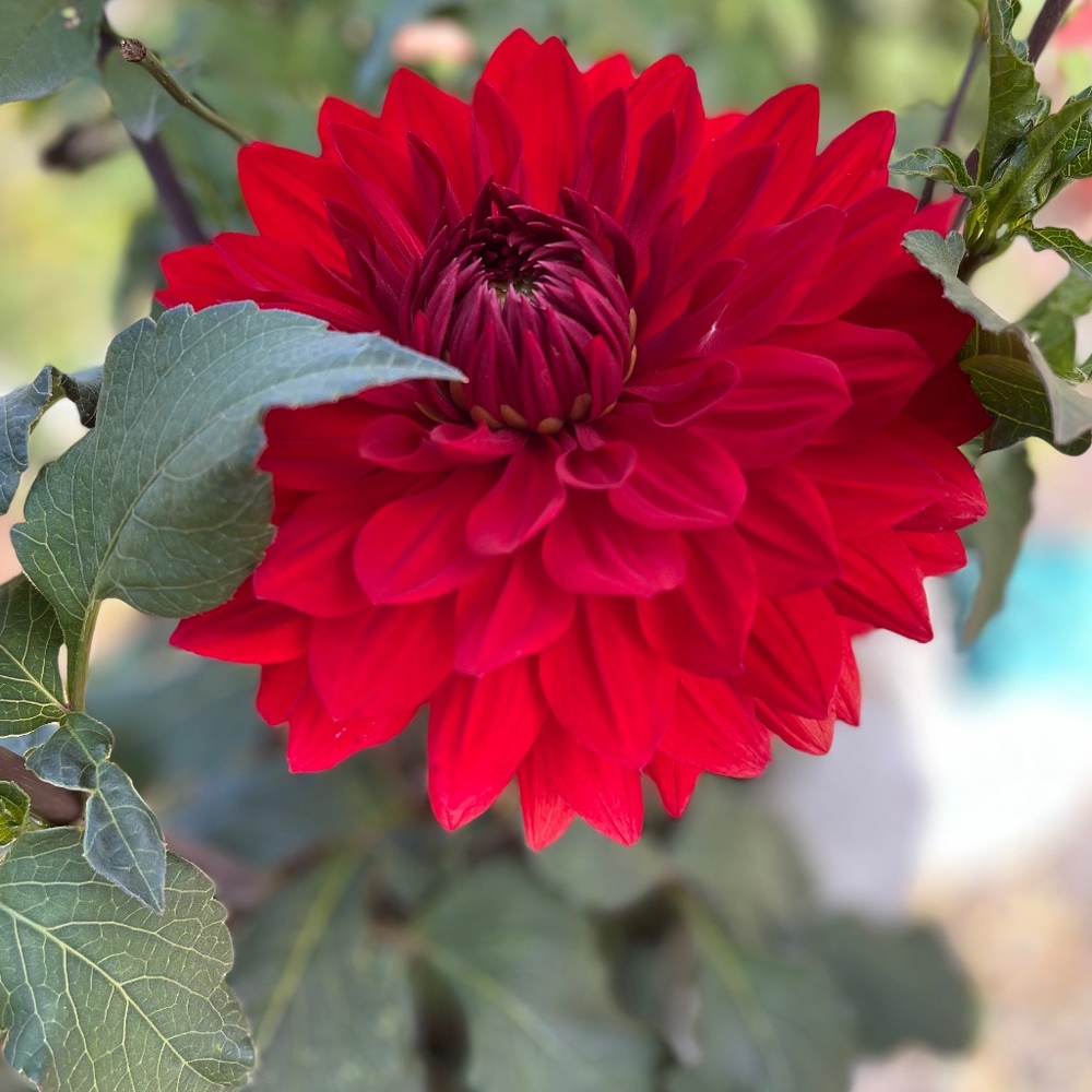 Meet your Posher, Brenda